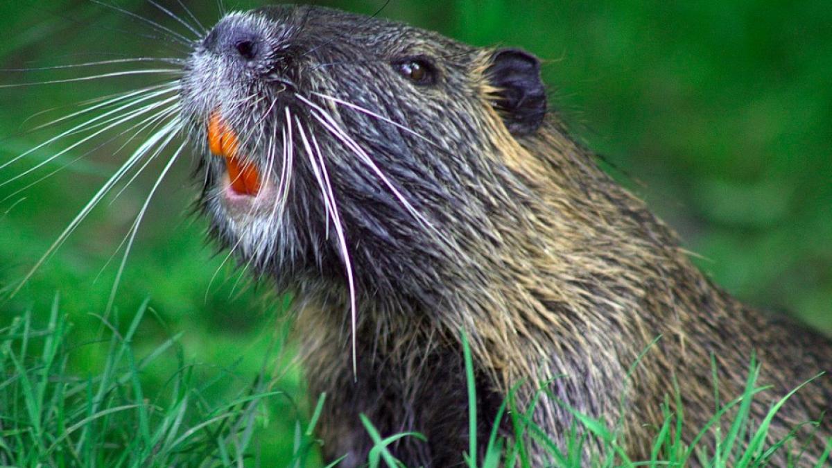 castor_marea_britanie_42815400