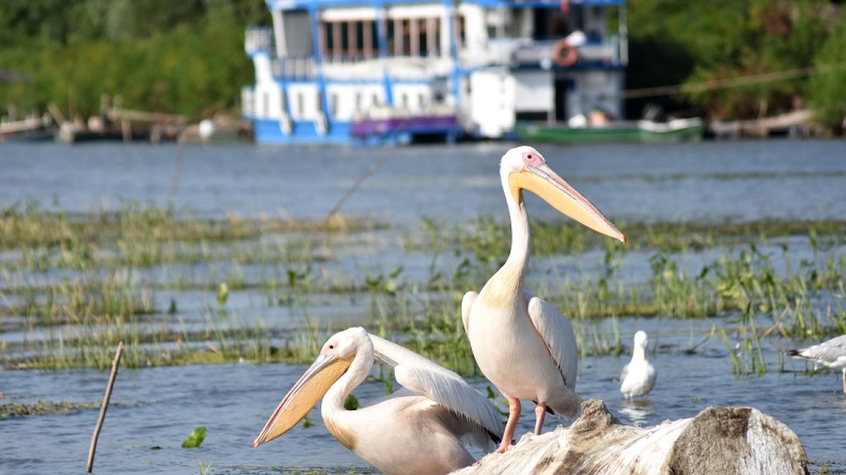 delta_dunarii_pelicani_28665000