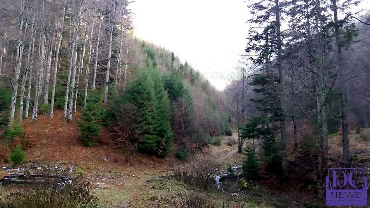 padure_paduri_copaci_munte_03190500