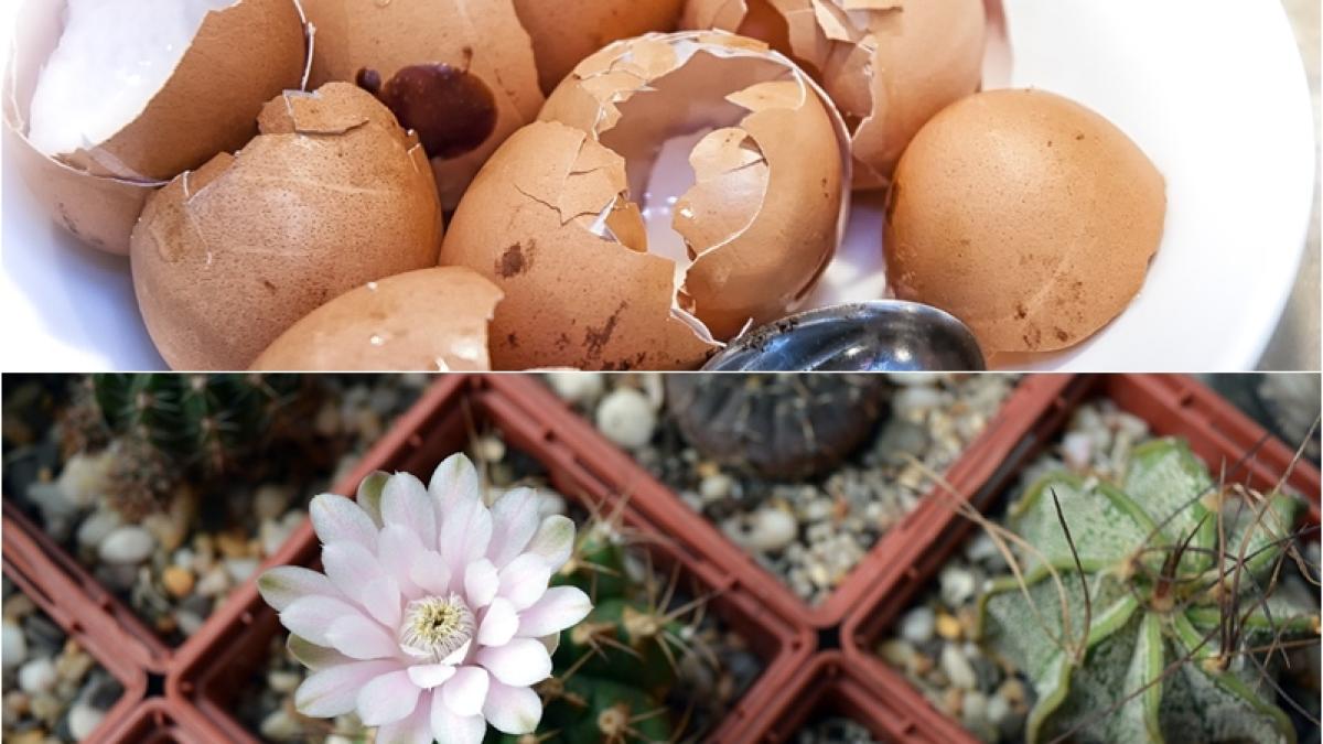 coji-oua-ghiveci_06509700