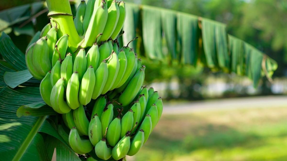 banana_pom_australia_bananier_36128500