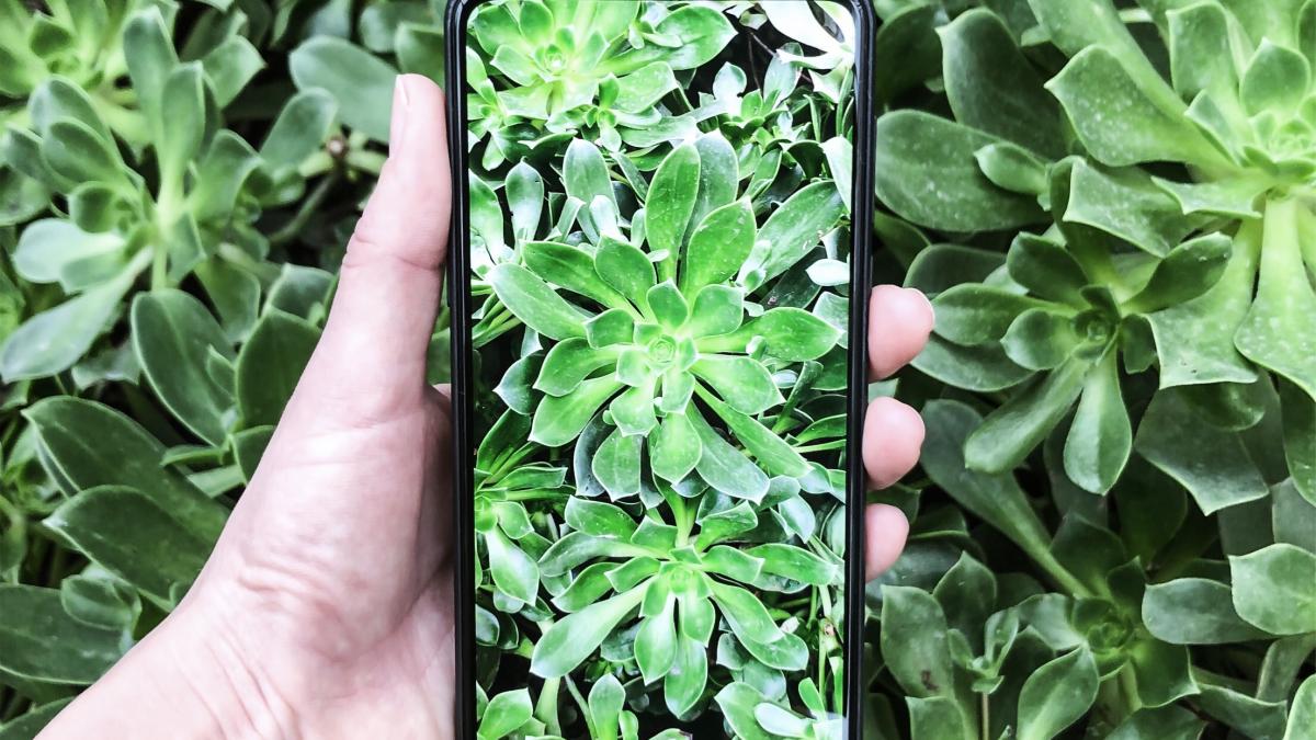 telefon_poza_smartphone_google_23400500