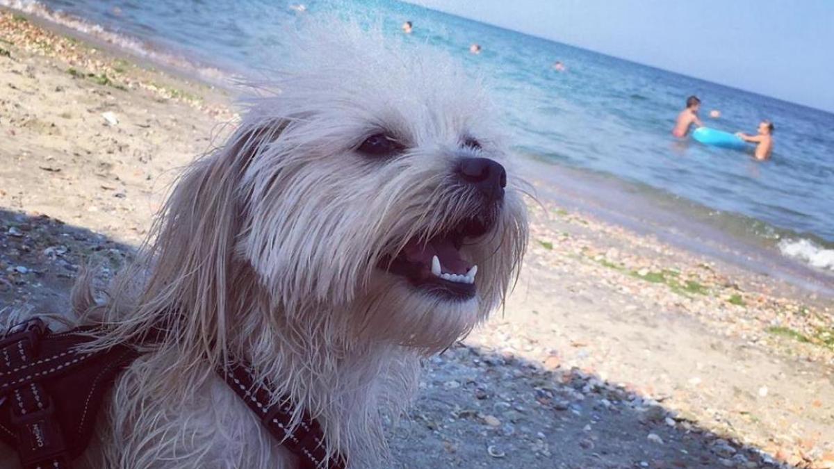 cu-cainele-pe-litoral_16604700