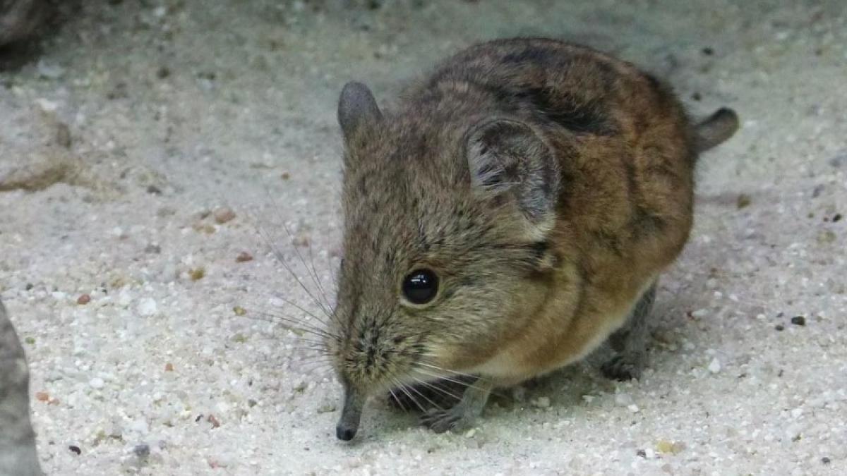 chitcan_elefant_africa_29527600