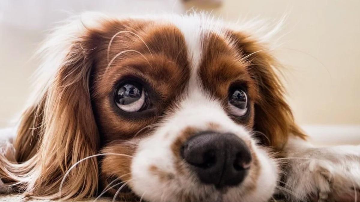 catel_cutu_dragut_21294900