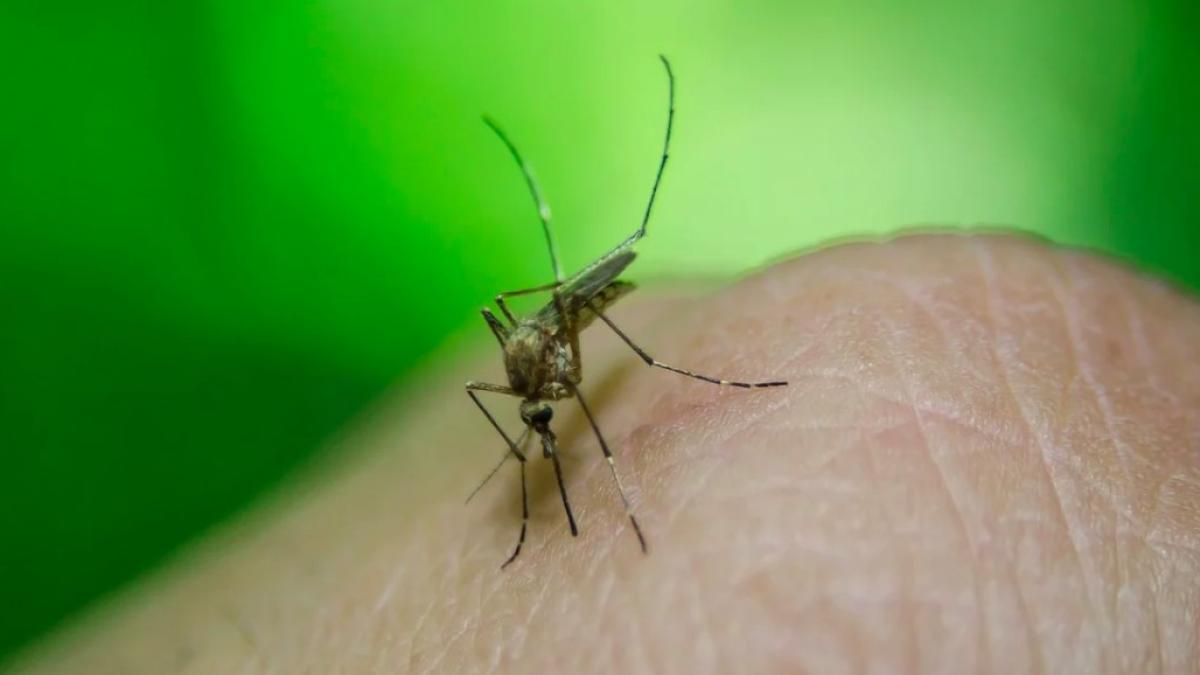 febra_galbena_tantar_experiment_04646600