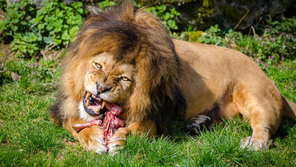 pexels-flickr-145988_27996600