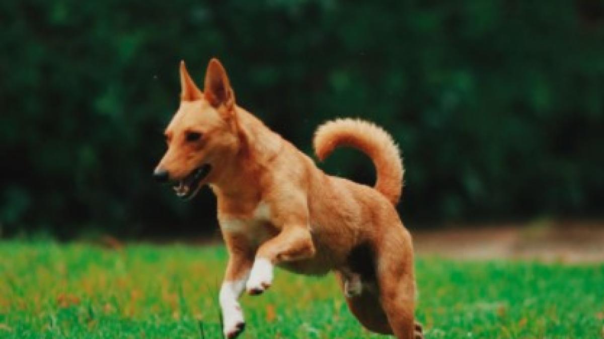 caine_cantaret_pxhere_33391600