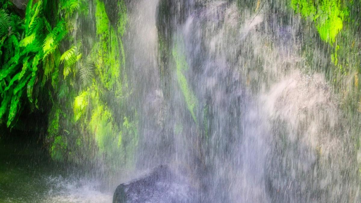 jungla_malaysia_international_49408300