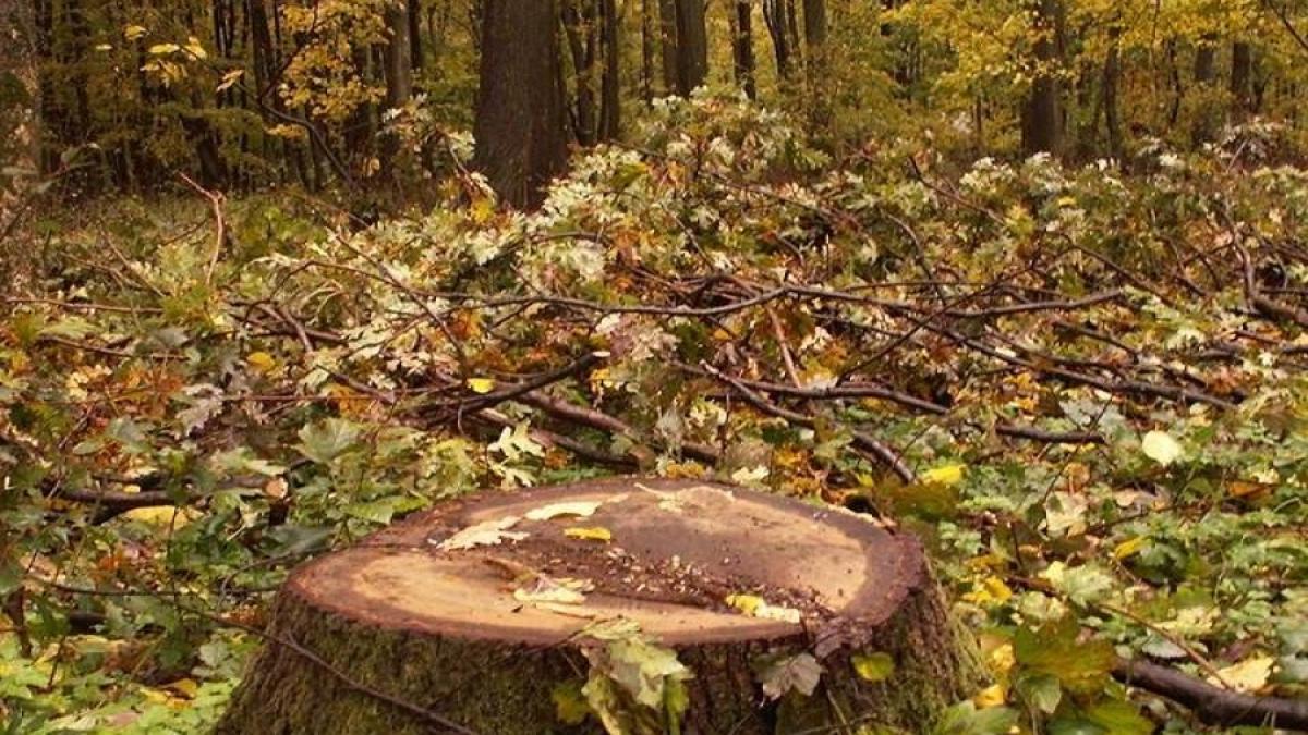 padure_copac_taiat_fb_04987200