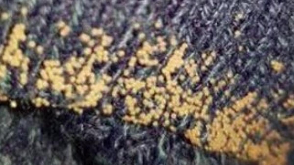 molii_marea_britanie_facebook_2_23946000