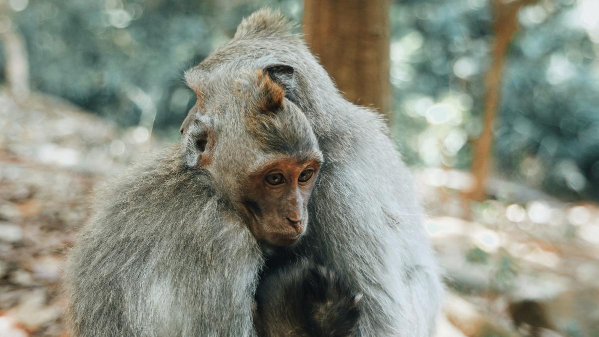 pexels-aleksey-kuprikov-3493730_87036700