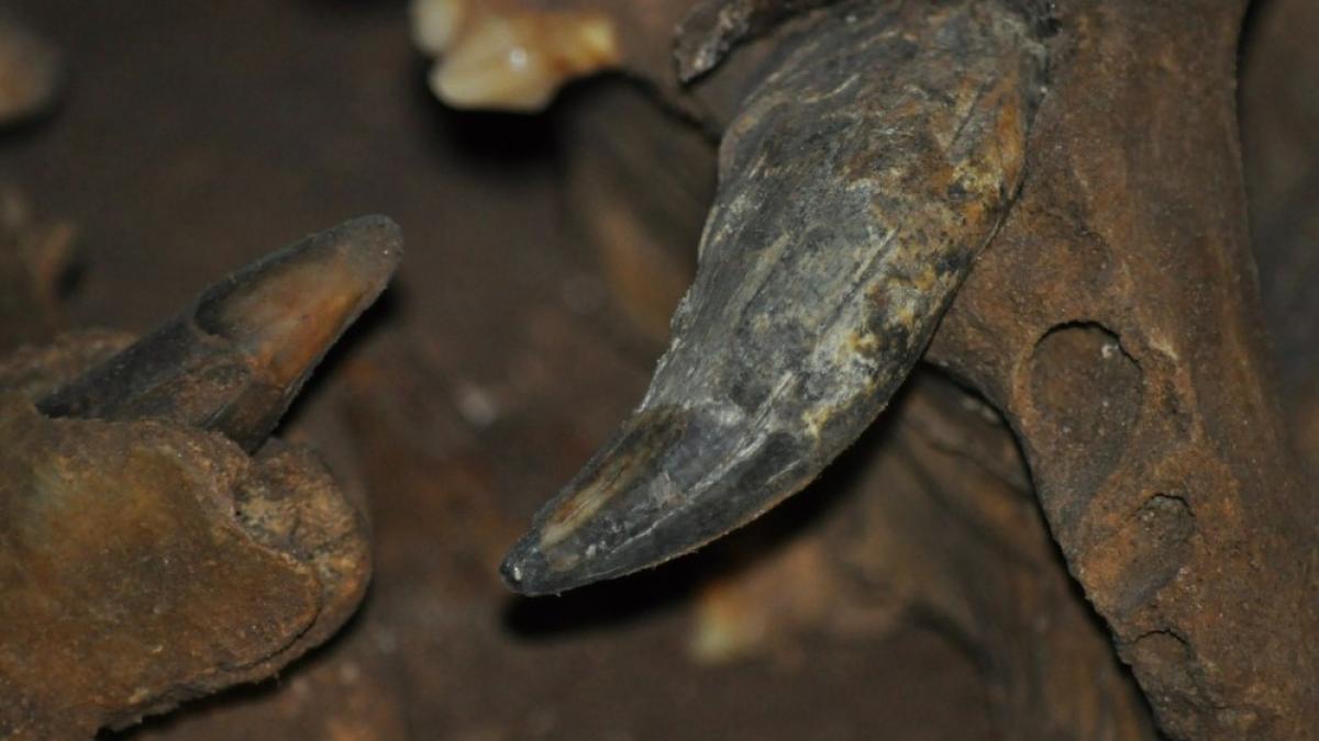 urs_pestera_preistoric_31907500