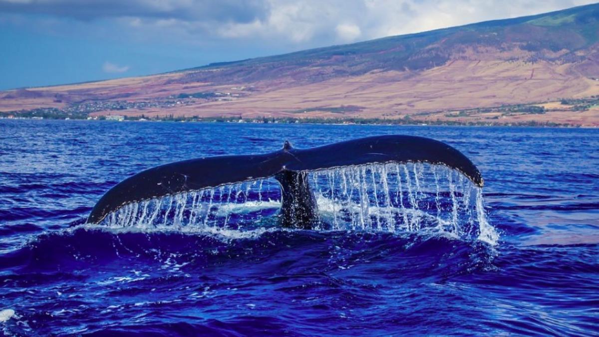 balena_cu_cocoasa_2_81437600