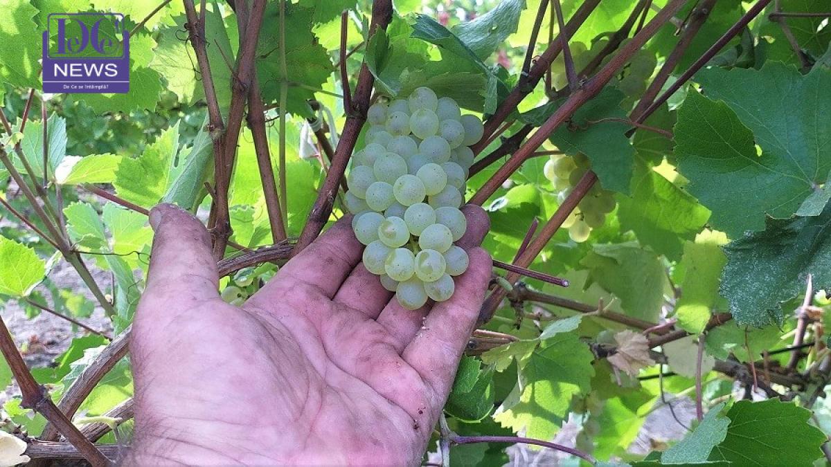 vie_vin_struguri_viticultura_2_dcn_43726500