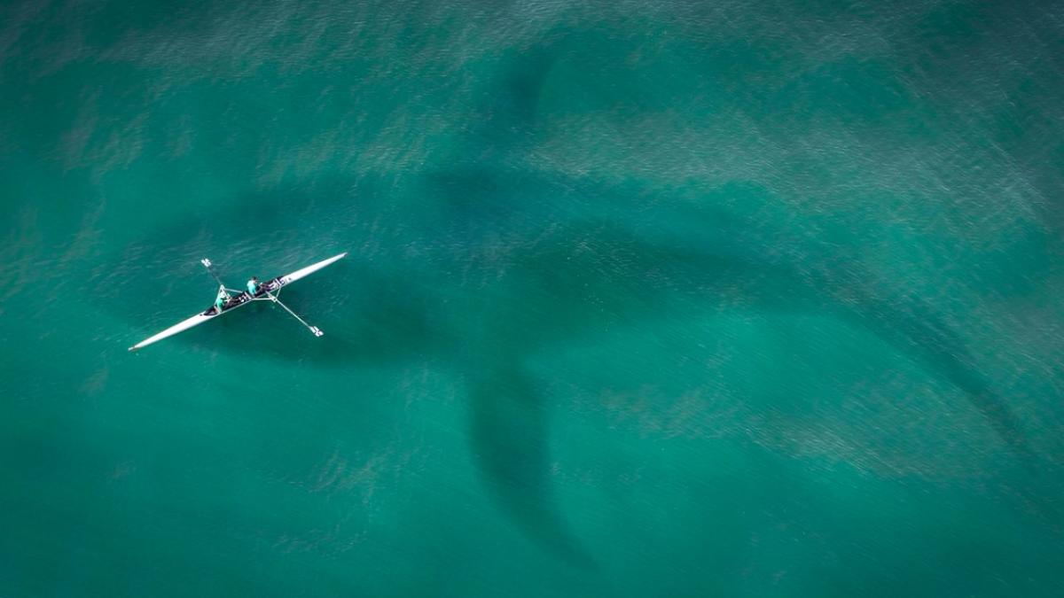 megalodon_international_rechin_studiu_12762200