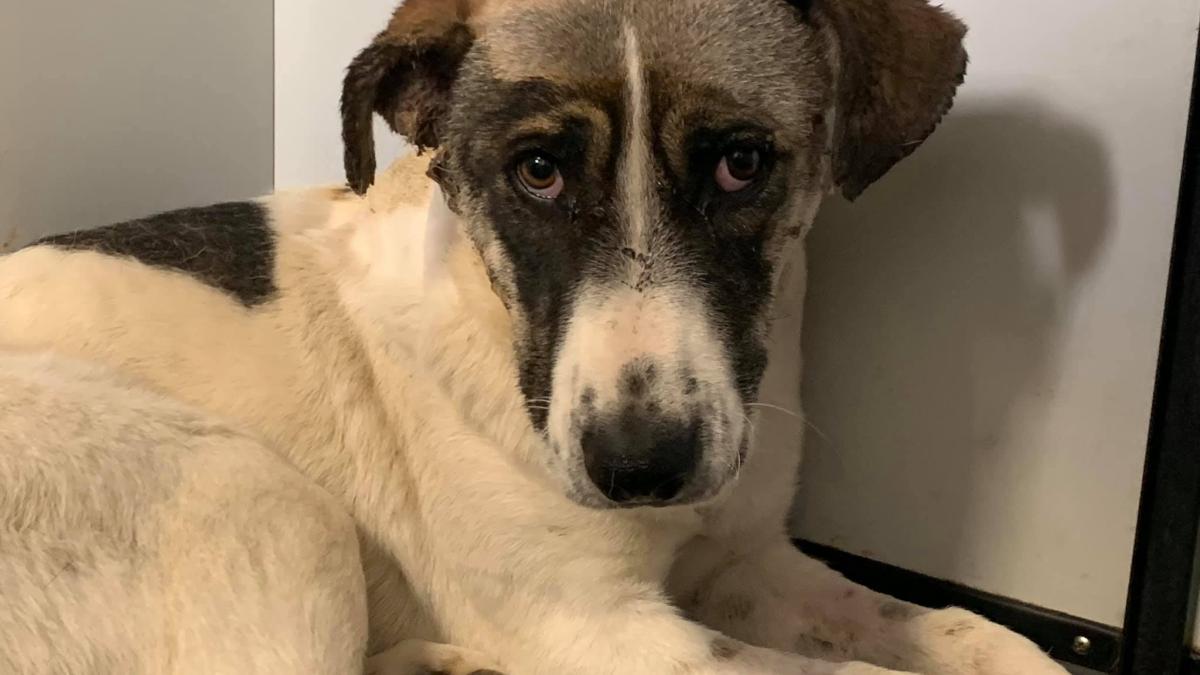 caine_impuscat_71157700