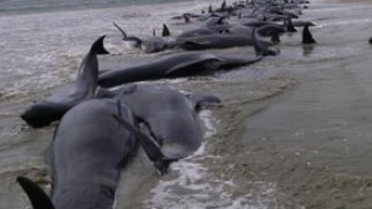 balene-esuate-noua-zeelanda