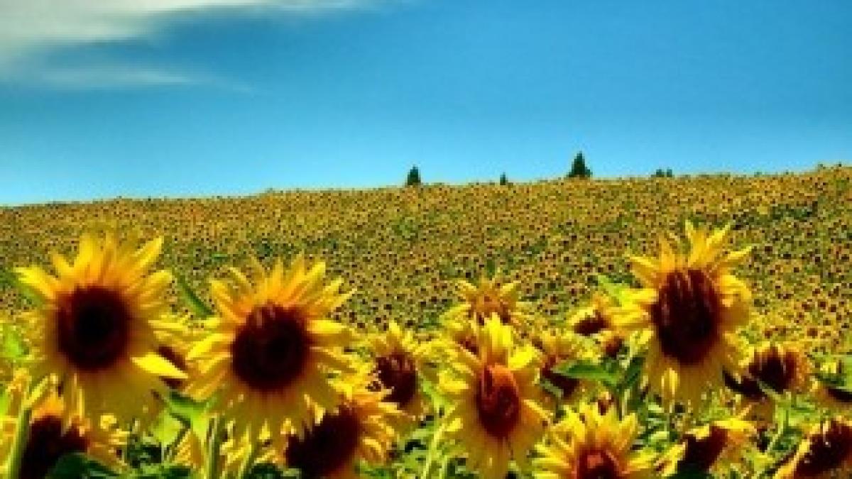 vara-floarea-soarelui