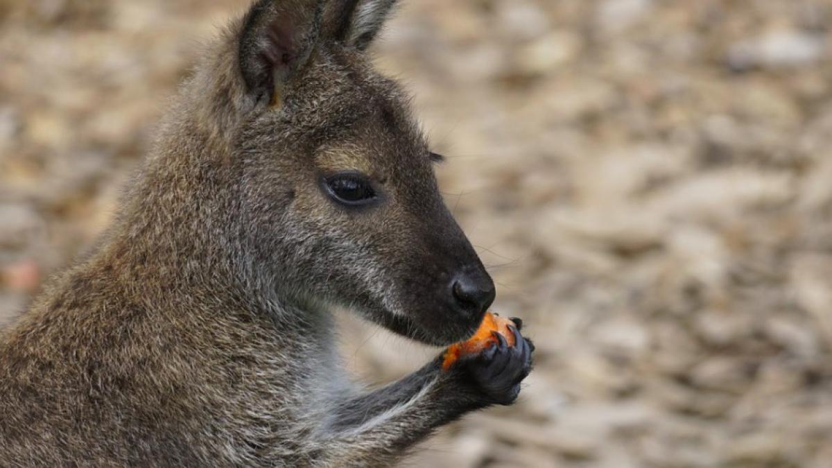 cangur_timisoara_zoo_53295300