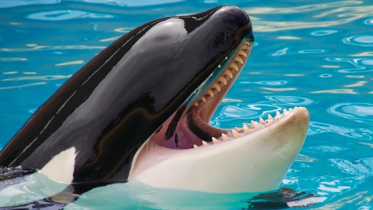 orca_balena_ucigasa_65210900