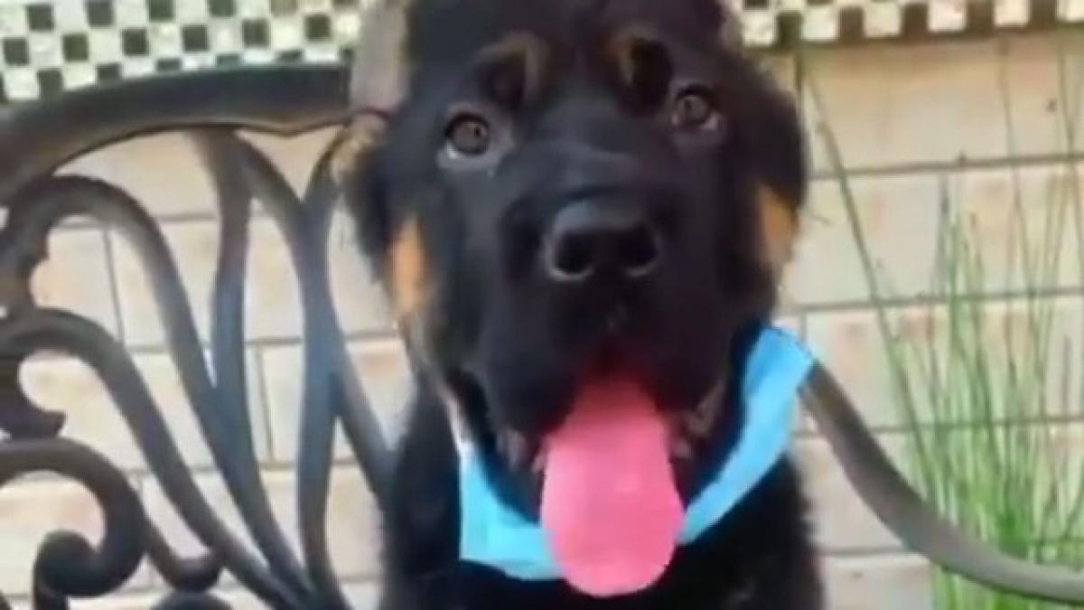 perro_mascarilla_42774000