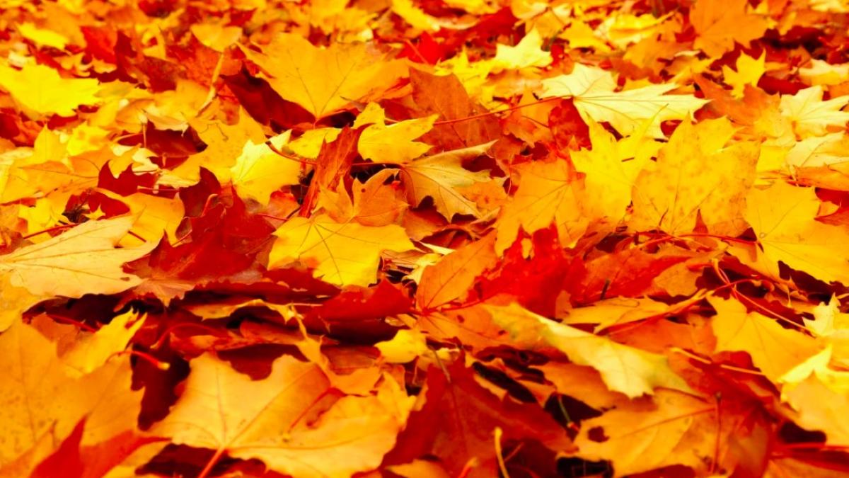 artar_frunza_49371600