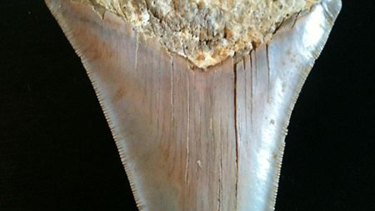 prehistoric-shark-tooth_38064000