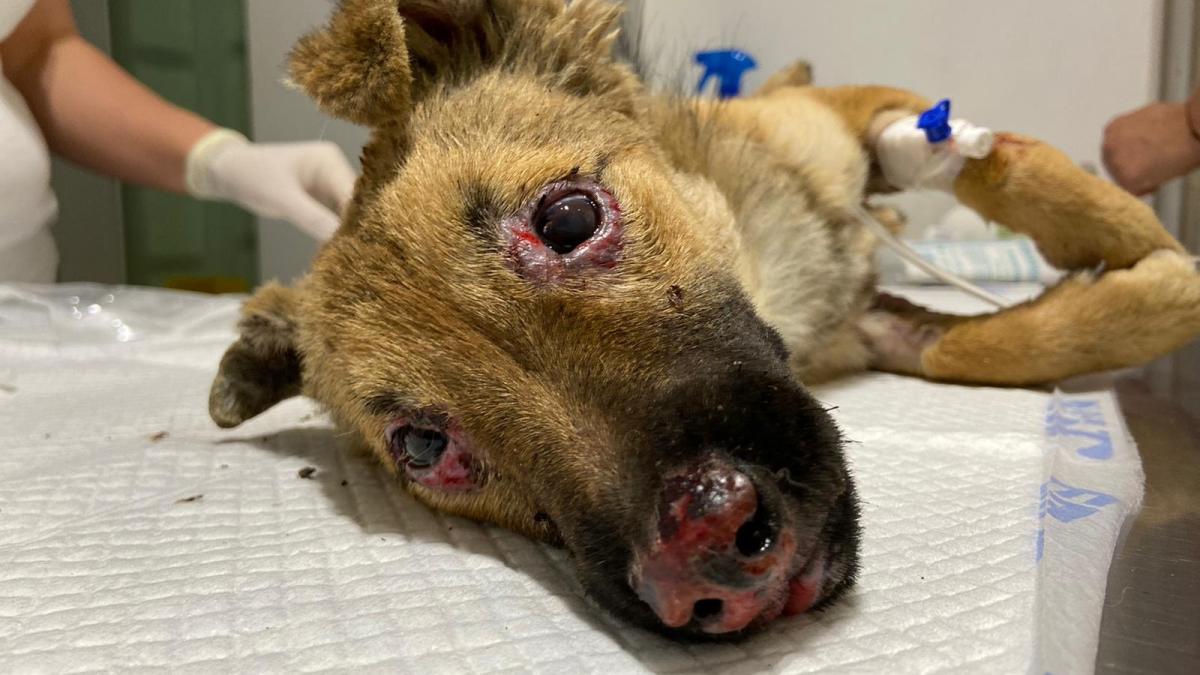 catelusa-arsa-cu-acid_48128600