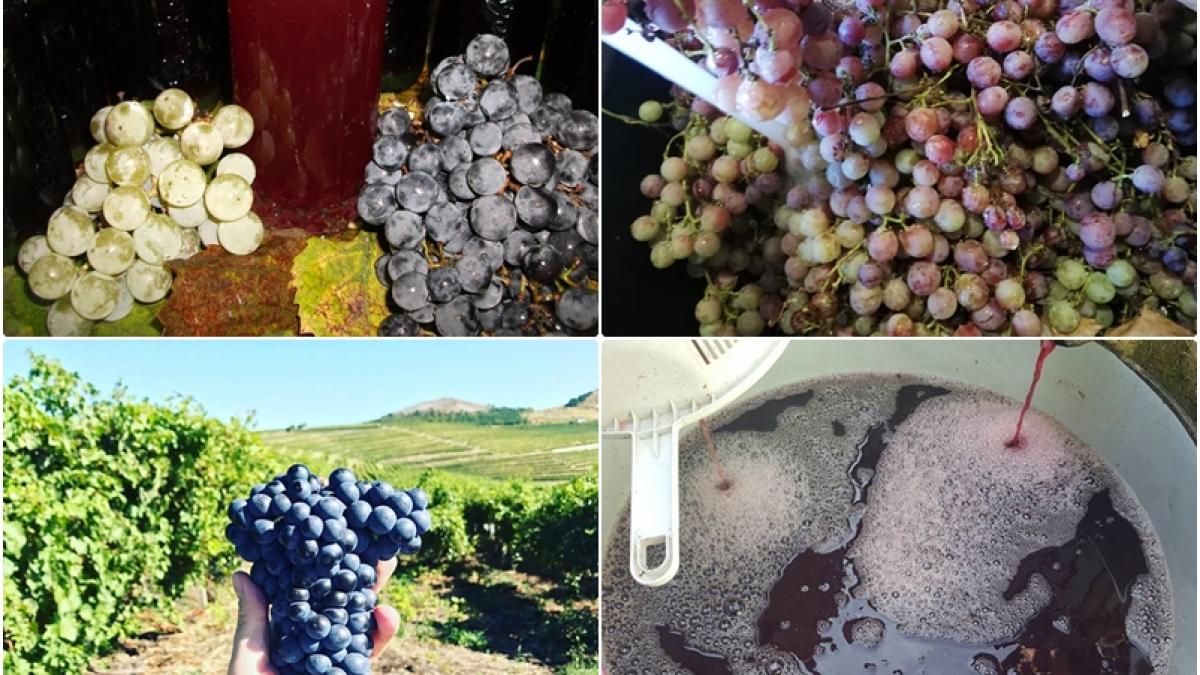 must-reteta_79024400