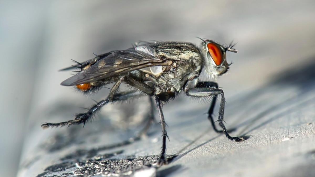 musca_vedeta_sua_17683500