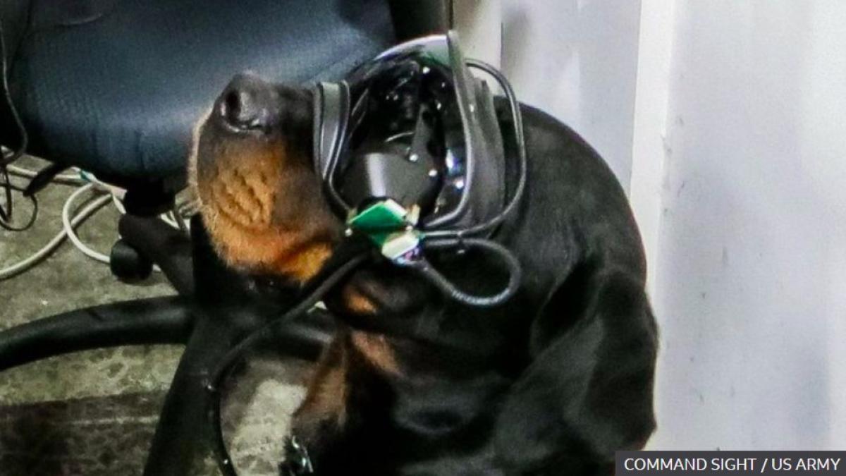 caine_ochelari_ar_k9_97735700