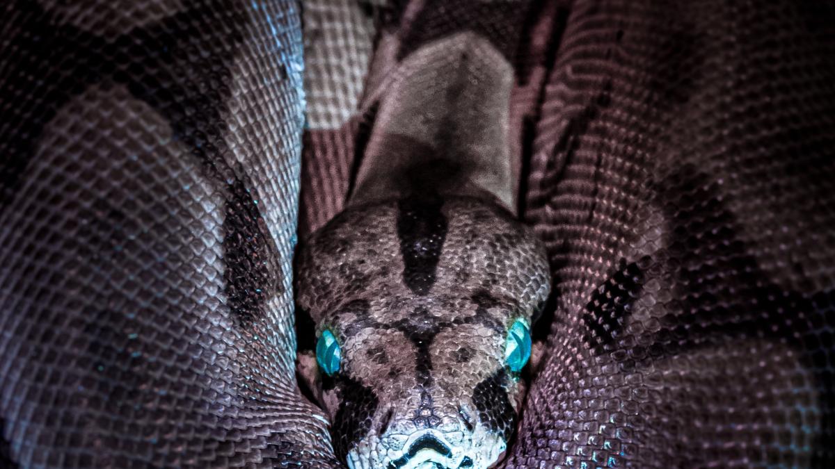 pexels-jan-kopriva-3281127_66680300