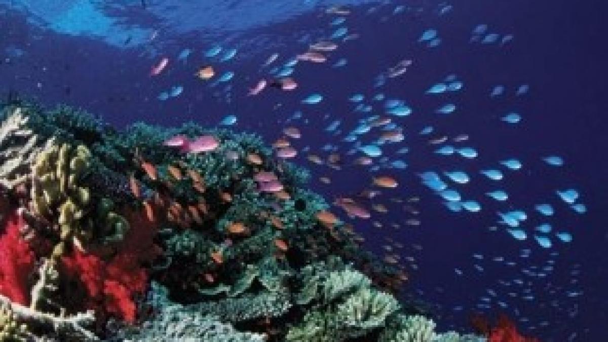 Marea-Coralilor-Australia