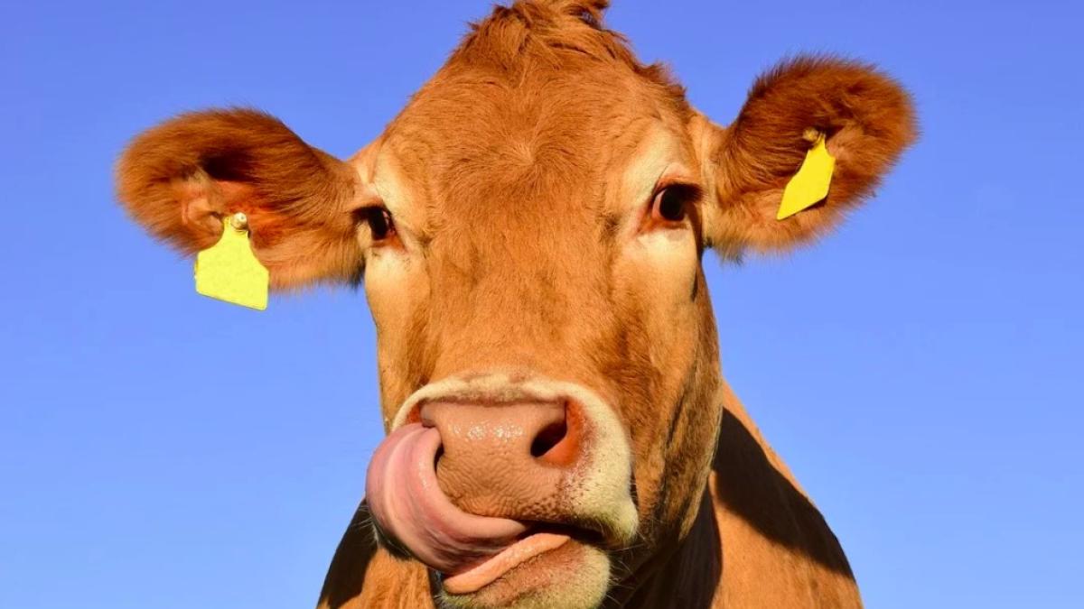 vaca_ilustratie_pxb_90457500