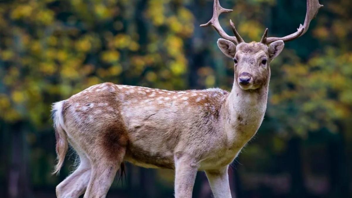 caprioara_londra_international_29796900