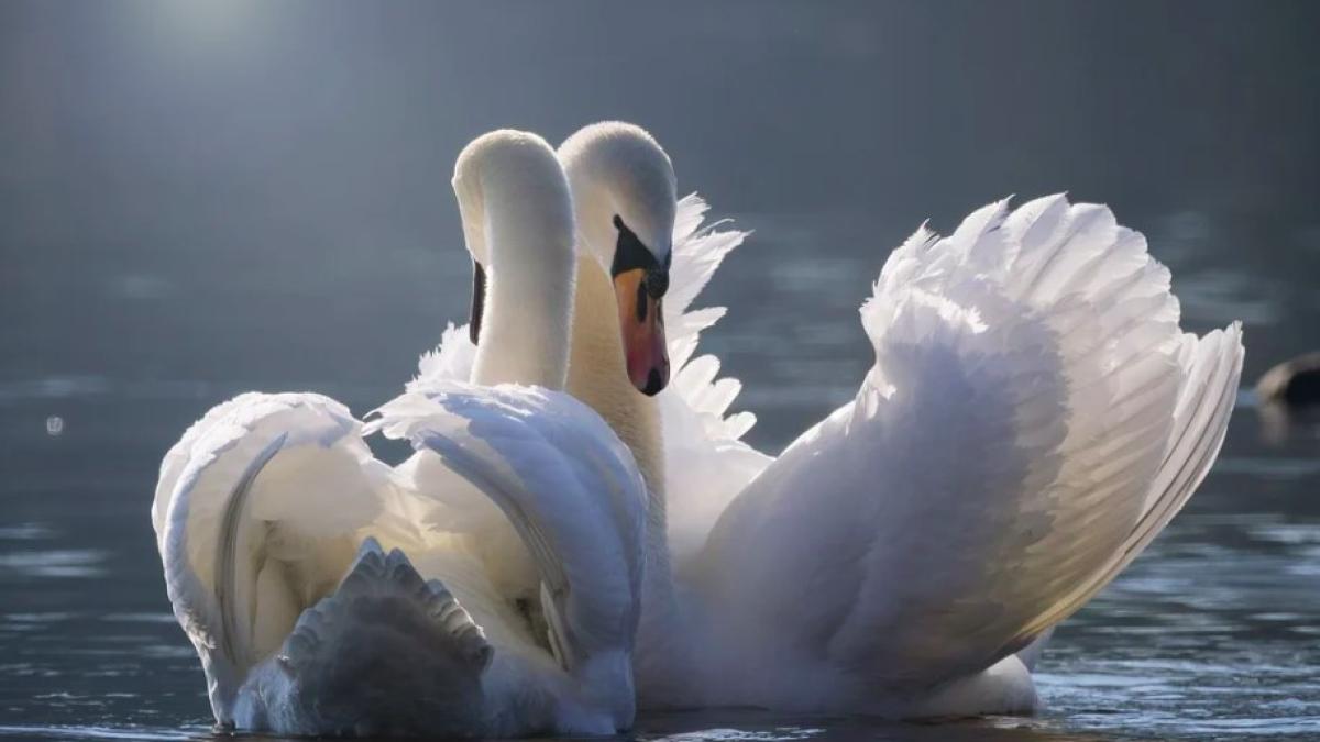 lebada_ilustrativ_lebede_45327200