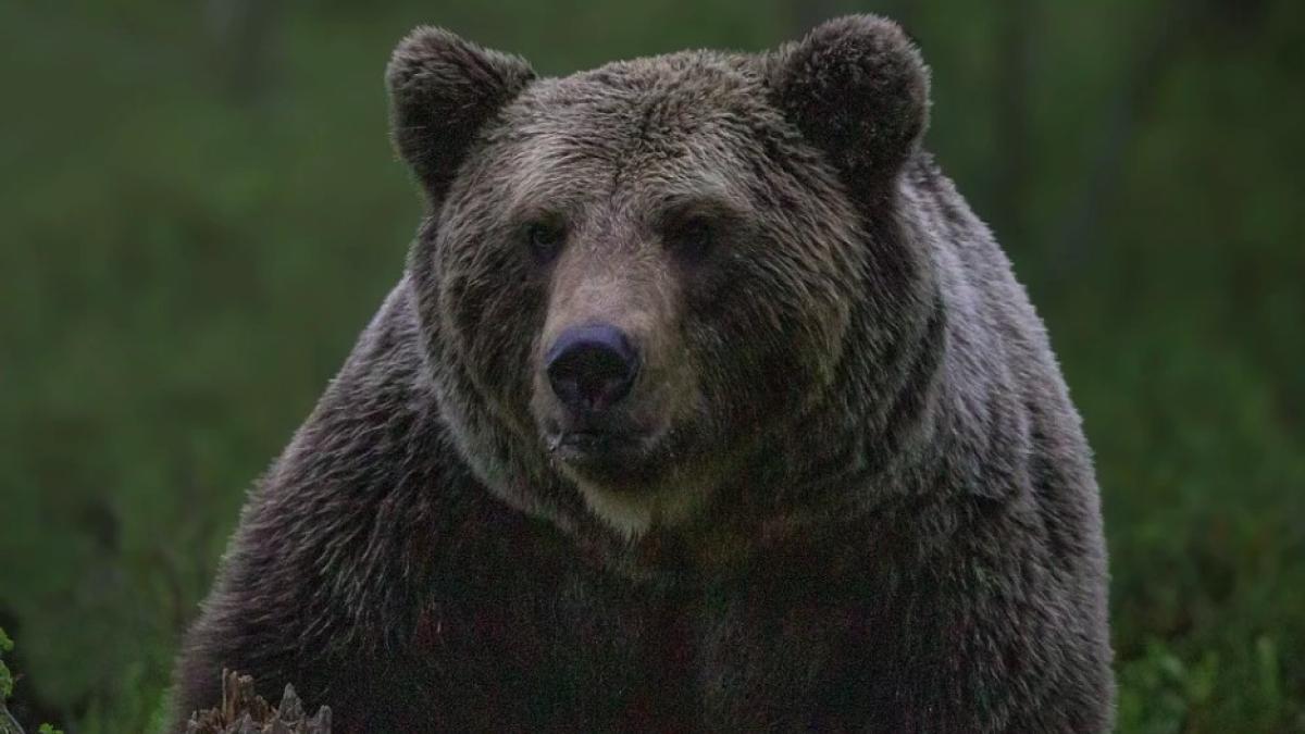 urs_fioros_ilustrativ_pxb_53793800