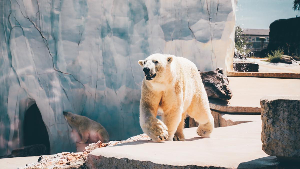 pexels-lucas-kleipoedszus-2698880_61673400