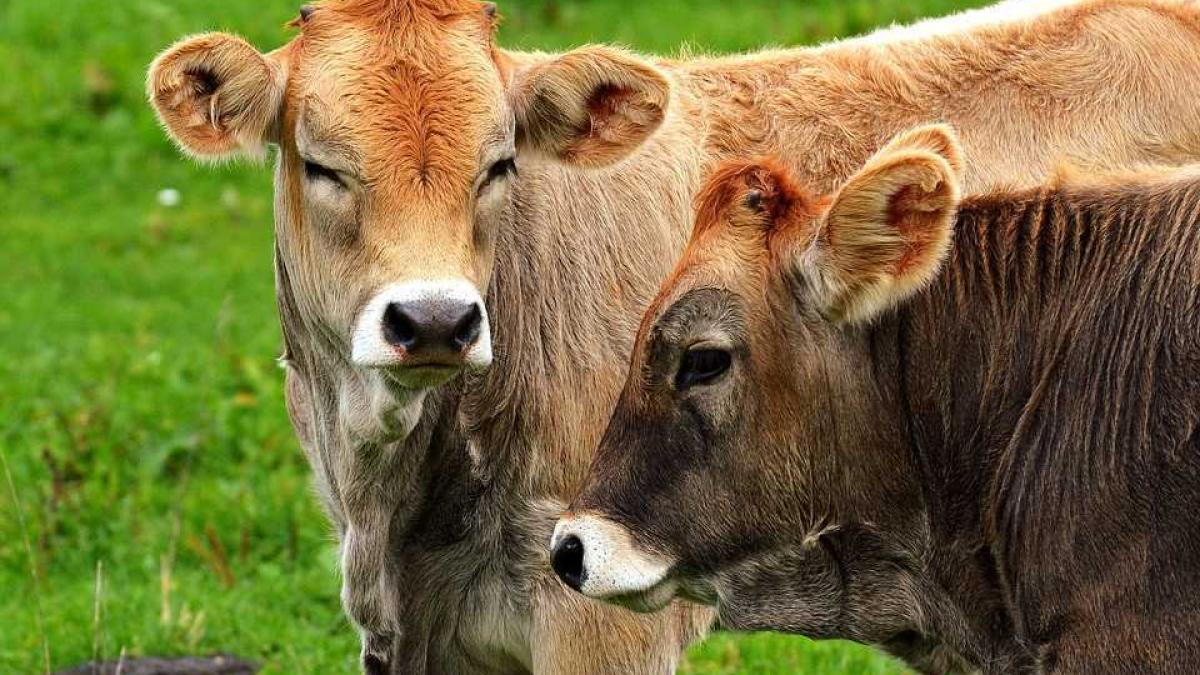 vaci_camp_vaca_lapte_26889100