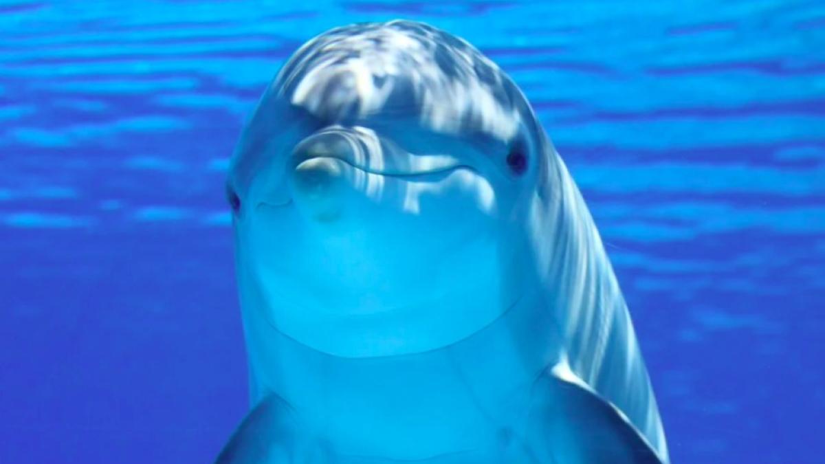 delfin_ilustrativ_pixabat_41037000