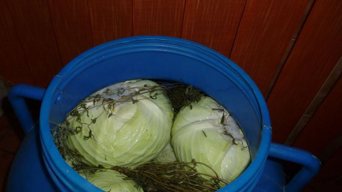 varza-murat-cum-pui_61465400