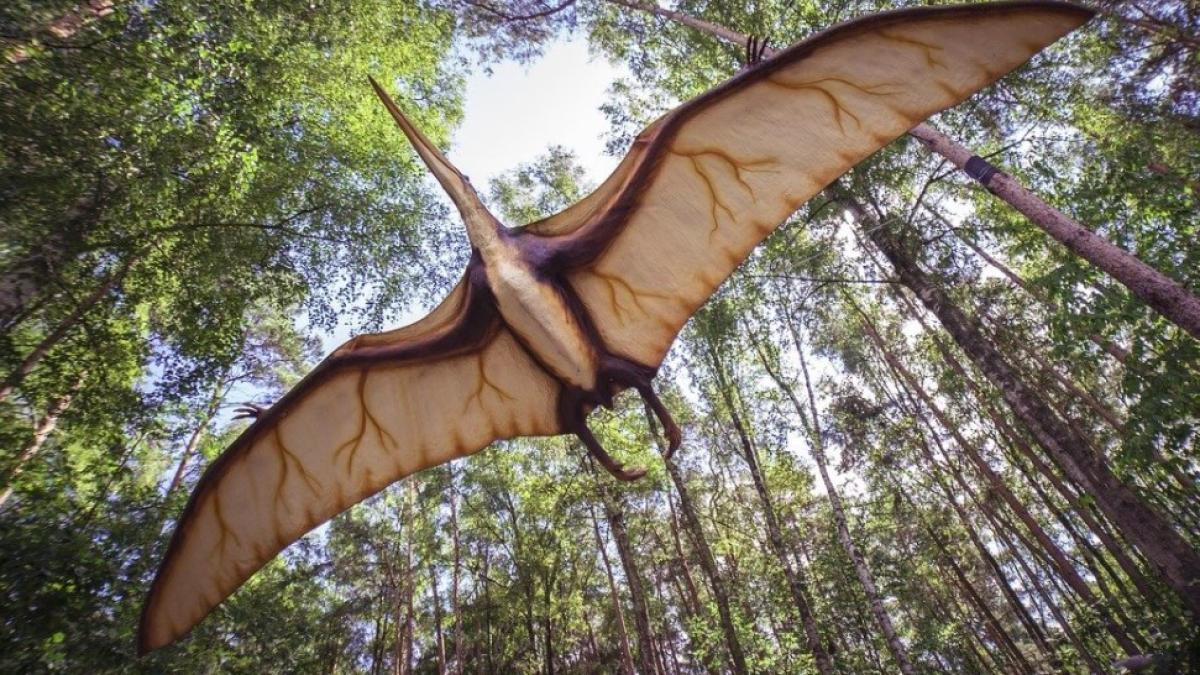 pterosaur_international_ilustratie_fictiv_37734600