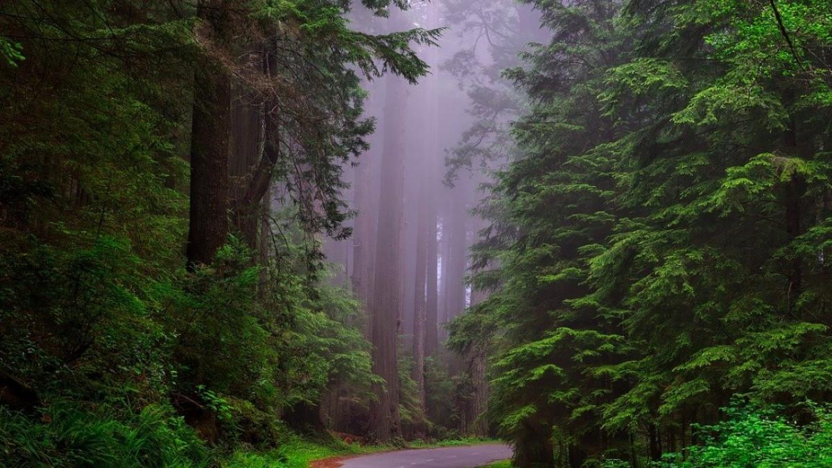 china_international_paduri_co2_64074200