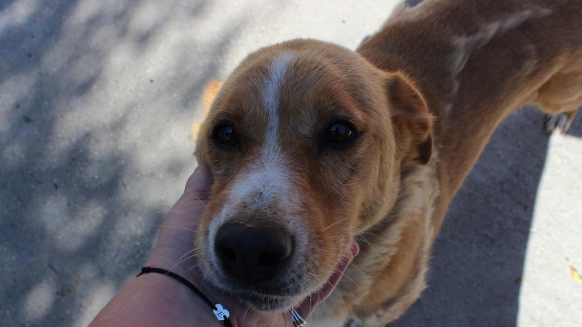 maia-kola-kariola_84621000