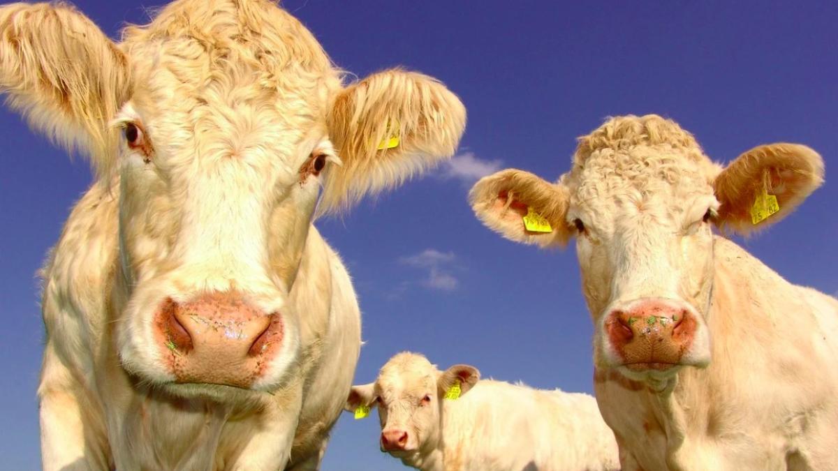 bovine_vaci_ilustrativ_pxb_22768800