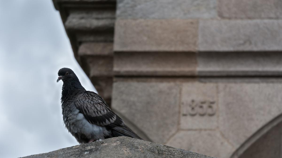 porumbel_calator_72950300