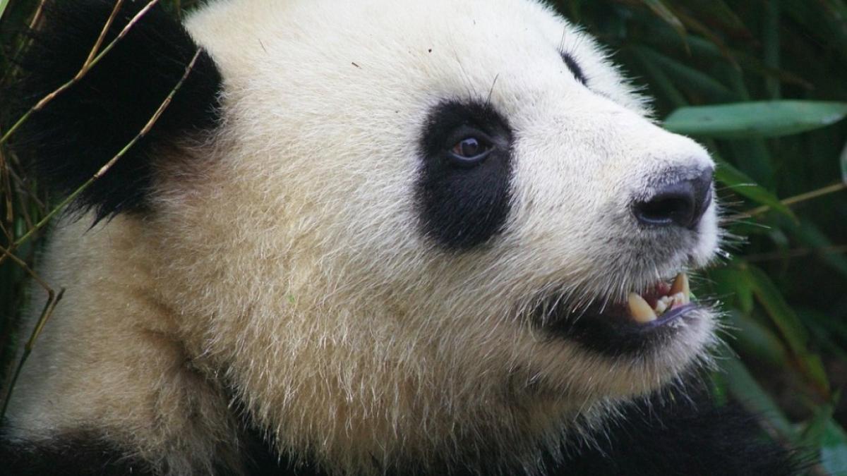 urs_panda_ilustrativ_pxb_58039600