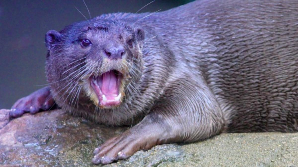 nurca_danemarca_pixabay_ilustrativ_2_11295400