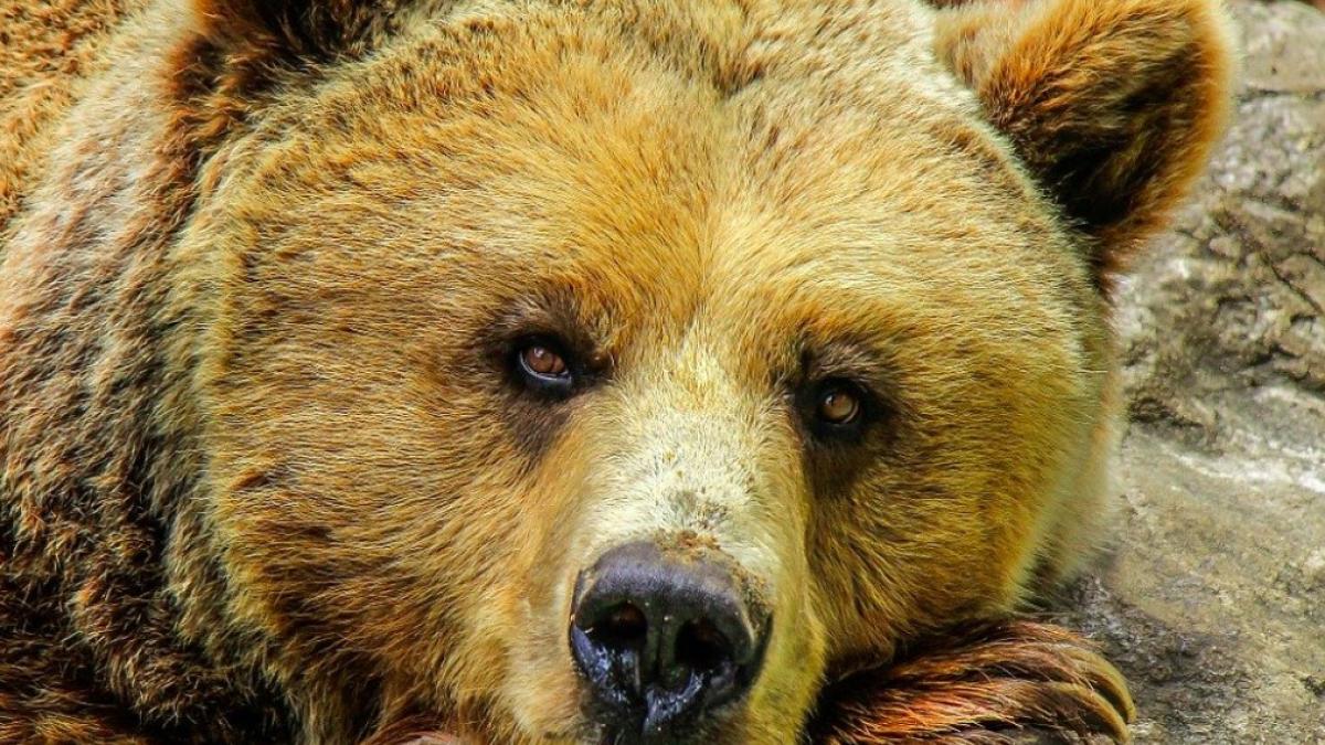 urs_ilustrativ_pixabay_04372200